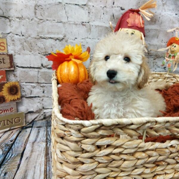 Maltipoo-DOG-Male-Cream-6307-Petland Robinson, PA