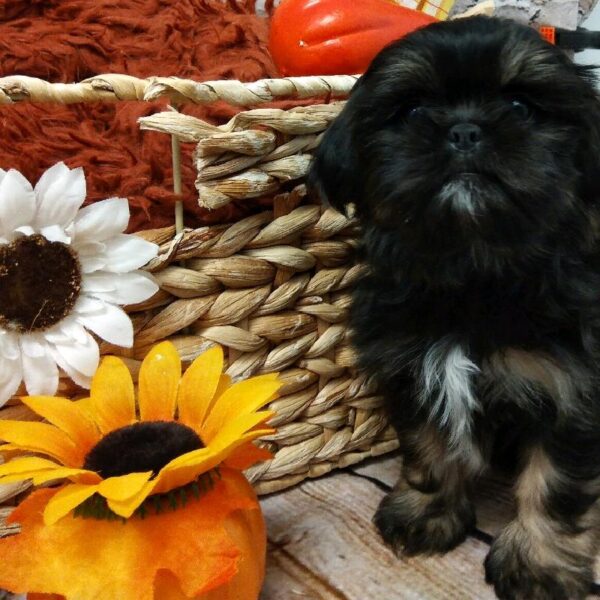 Shih Tzu-DOG-Female-Brindle-6304-Petland Robinson, Pittsburgh, PA