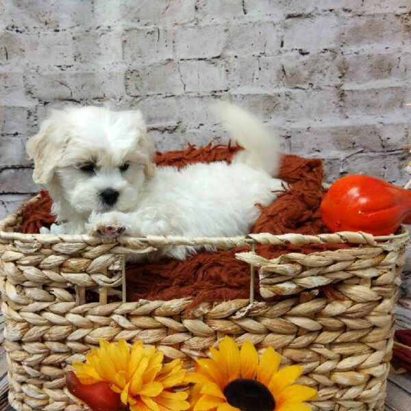 Teddy Bear DOG Male Cream 6302 Petland Robinson, PA