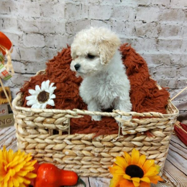Bichon- Poo-DOG-Male-Cream-6305-Petland Robinson, Pittsburgh, PA