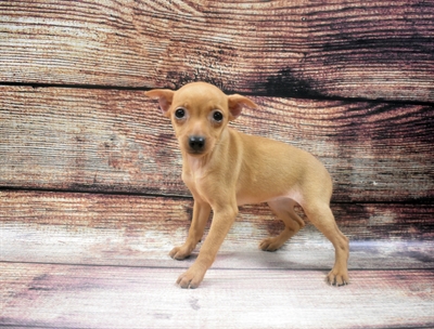 Min Pin-DOG-Female-Red-6309-Petland Robinson, Pittsburgh, PA
