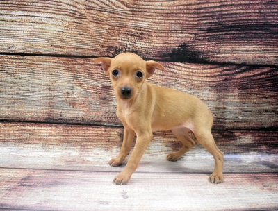 Min Pin DOG Female Red 6309 Petland Robinson, PA