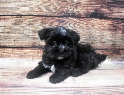 Morkie-DOG-Female-Black-6311-Petland Robinson, Pittsburgh, PA