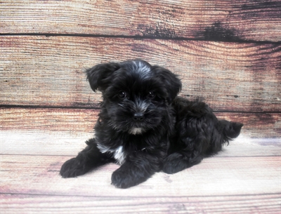 Morkie DOG Female Black 6311 Petland Robinson, PA