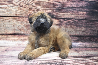 Soft Coated Wheaten Terrier-DOG-Male-Wheaten-6312-Petland Robinson, PA