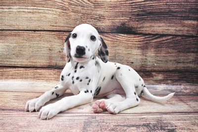 Dalmatian DOG Male White and Black 6313 Petland Robinson, PA