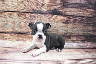 Boston Terrier DOG Female Brindle and White 6314 Petland Robinson, PA