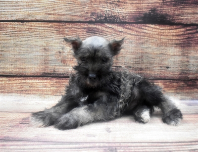 Mini Schnauzer-DOG-Female-Salt and Pepper-6317-Petland Robinson, Pittsburgh, PA