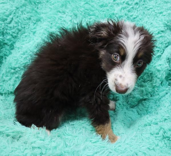 Australian Shepherd DOG Male Red / White 6322 Petland Robinson, PA