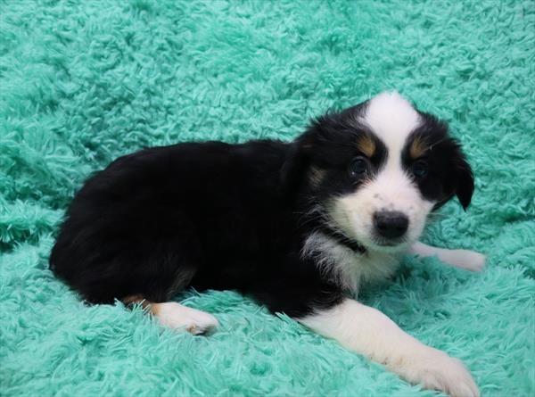 Miniature Australian Shepherd-DOG-Male-Black White / Tan-6323-Petland Robinson, Pittsburgh, PA
