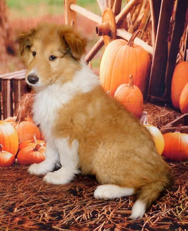 Collie-DOG-Male-Sable / White-6324-Petland Robinson, Pittsburgh, PA