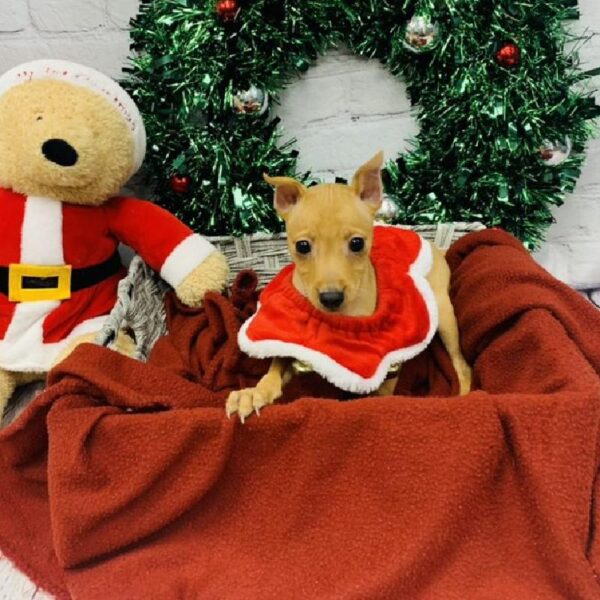Min Pin-DOG-Male-Red-6316-Petland Robinson, Pittsburgh, PA