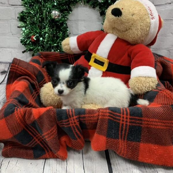 Chihuahua-DOG-Male-Black / White-6335-Petland Robinson, Pittsburgh, PA