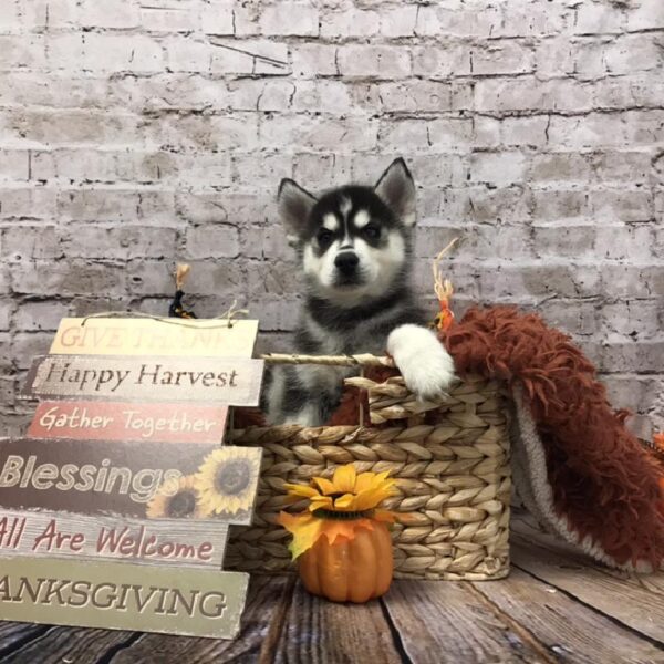 Siberian Husky-DOG-Male-Black / White-6336-Petland Robinson, Pittsburgh, PA