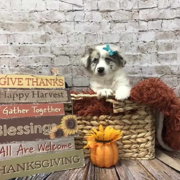 Australian Shepherd DOG Female Blue Merle 6340 Petland Robinson, PA