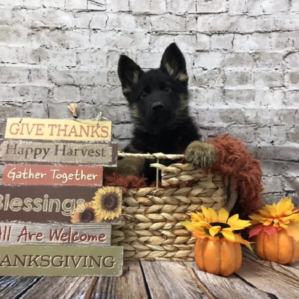 German Shepherd-DOG-Male-Black / Tan-6346-Petland Robinson, Pittsburgh, PA