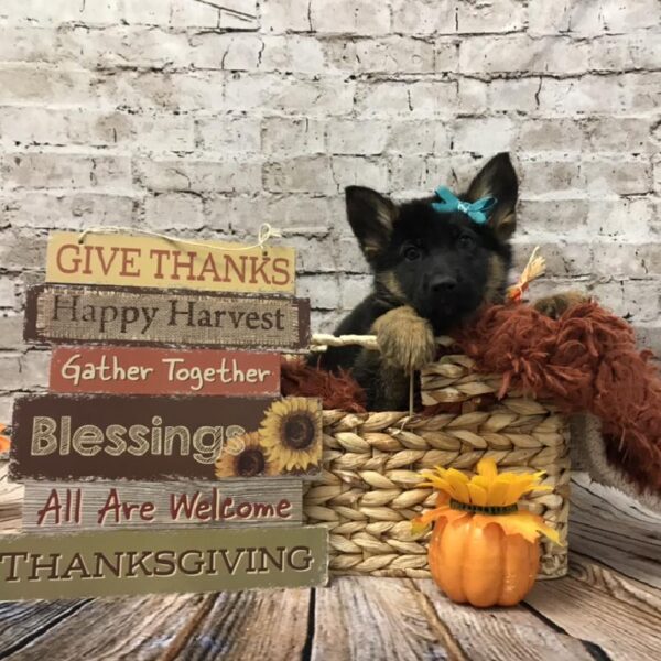 German Shepherd-DOG-Female-Black / Tan-6347-Petland Robinson, Pittsburgh, PA