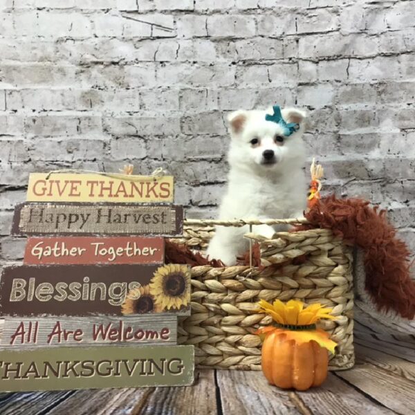 American Eskimo-DOG-Female-White-6345-Petland Robinson, Pittsburgh, PA