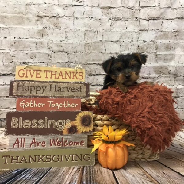 Yorkie-DOG-Male-Black / Tan-6349-Petland Robinson, Pittsburgh, PA