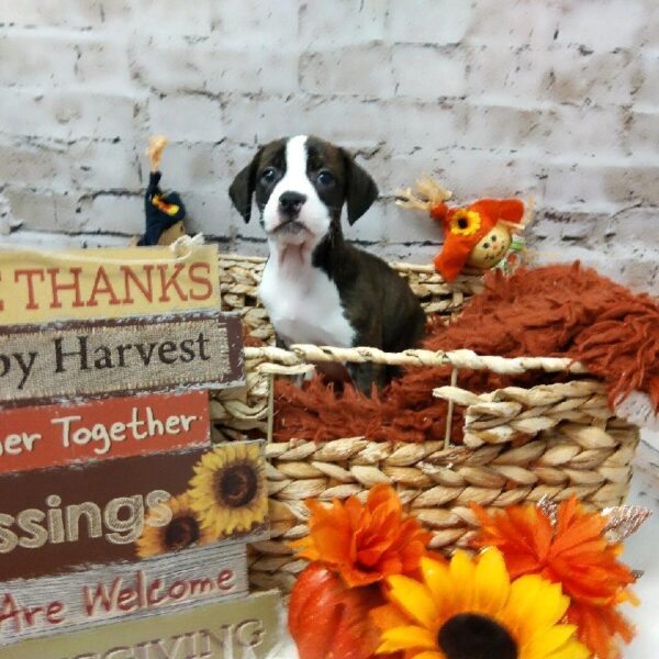 Boggle-DOG-Female-Brindle-6339-Petland Robinson, Pittsburgh, PA