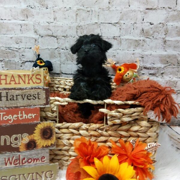 Yorkie-Poo-DOG-Female-Black-6344-Petland Robinson, Pittsburgh, PA