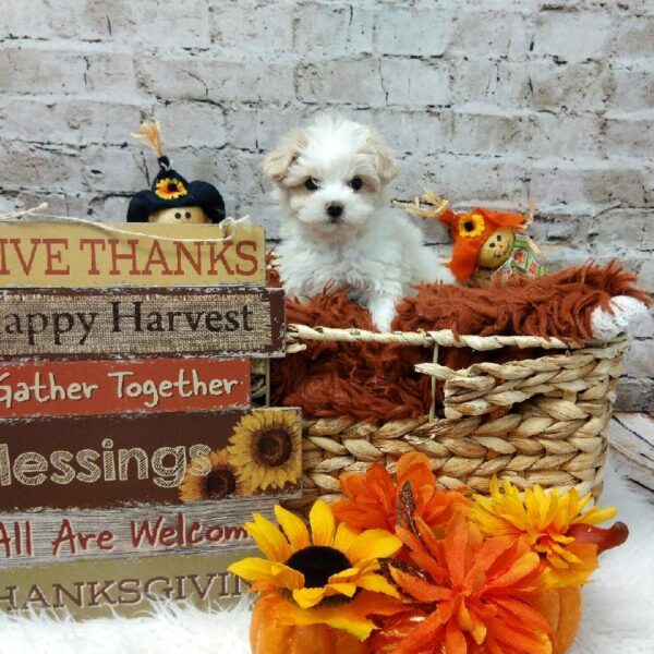 Maltese-DOG-Female-White-6350-Petland Robinson, Pittsburgh, PA
