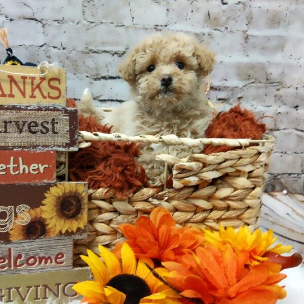 Maltipoo-DOG-Male-Apricot Dilute-6337-Petland Robinson, Pittsburgh, PA
