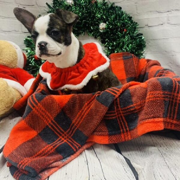 Boston Terrier-DOG-Female-Brindle and White-6263-Petland Robinson, Pittsburgh, PA