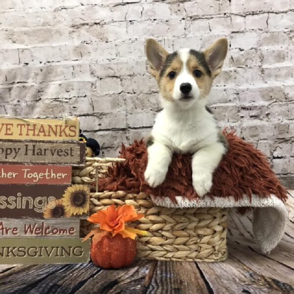 Pembroke Welsh Corgi-DOG-Male-Black White / Tan-6354-Petland Robinson, Pittsburgh, PA