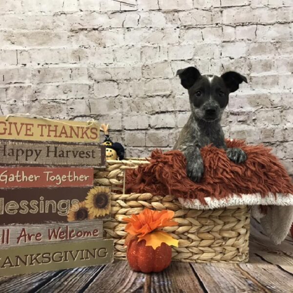 Heeler-DOG-Male-Red Mottled-6355-Petland Robinson, Pittsburgh, PA