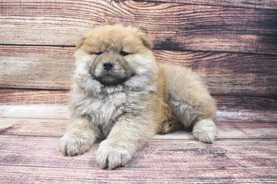 Chow Chow-DOG-Male-Cinnamon-6357-Petland Robinson, Pittsburgh, PA
