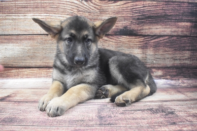 German Shepherd-DOG-Female-Black and Tan-6358-Petland Robinson, Pittsburgh, PA