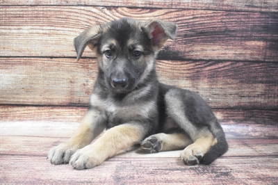 German Shepherd-DOG-Female-Black and Tan-6359-Petland Robinson, Pittsburgh, PA