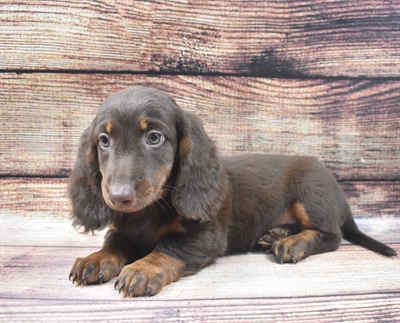 Dachshund DOG Male Chocolate and Tan 6360 Petland Robinson, PA