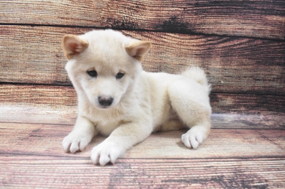 Shiba Inu-DOG-Male-Cream-6361-Petland Robinson, Pittsburgh, PA