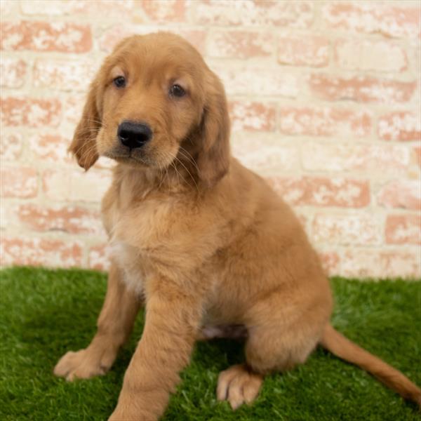 Golden Retriever DOG Male Dark Golden 6373 Petland Robinson, PA