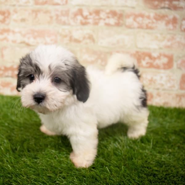 Morkie DOG Male Black / White 6374 Petland Robinson, PA