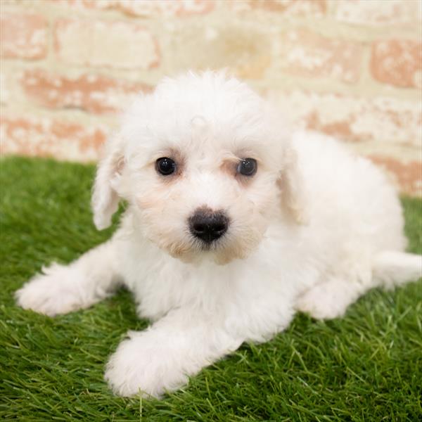 Bichon DOG Male White 6375 Petland Robinson, PA