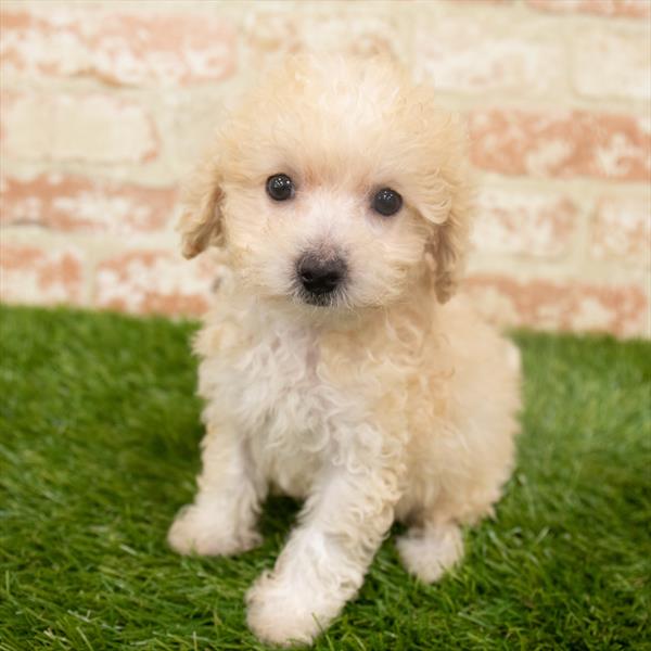 Bichon- Poo-DOG-Female-Cream-6376-Petland Robinson, Pittsburgh, PA