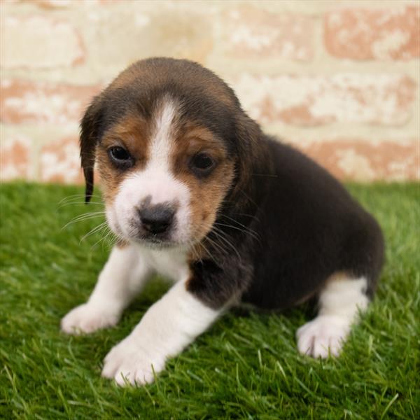 Beagle DOG Male Black White / Tan 6377 Petland Robinson, PA