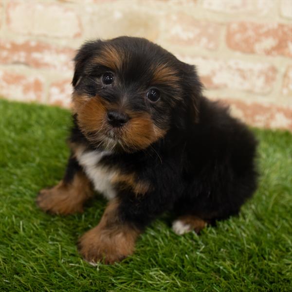 Yorkie-DOG-Male-Black / Tan-6378-Petland Robinson, Pittsburgh, PA
