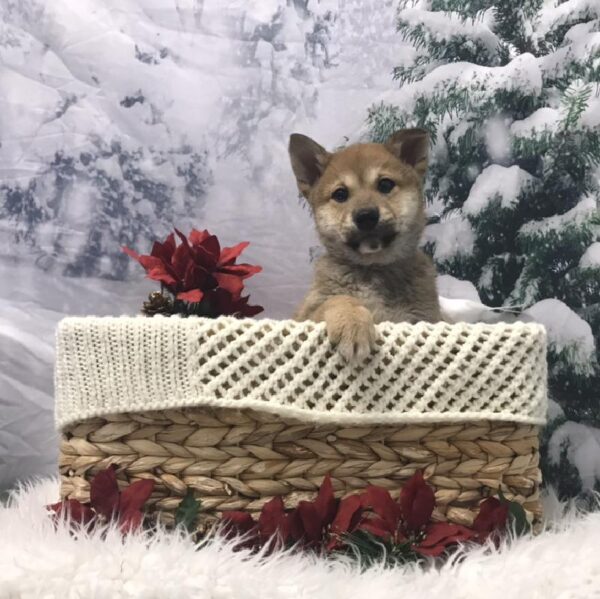 Shiba Inu-DOG-Male-Red Sesame-6383-Petland Robinson, Pittsburgh, PA