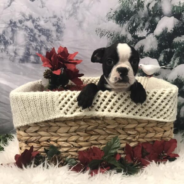 Boston Terrier-DOG-Male-Black and White-6381-Petland Robinson, Pittsburgh, PA
