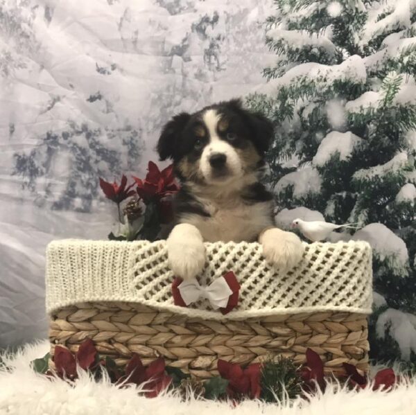 Miniature Australian Shepherd DOG Male Black White and Brown 6380 Petland Robinson, PA