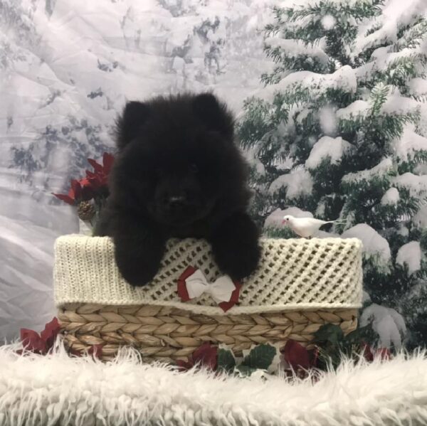 Chow Chow DOG Male Black 6379 Petland Robinson, PA