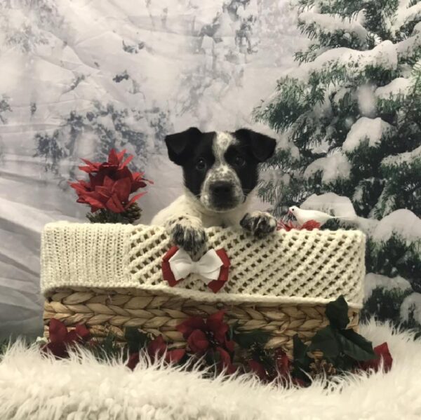 Heeler/Border Collie-DOG-Male-Black / White-6390-Petland Robinson, PA