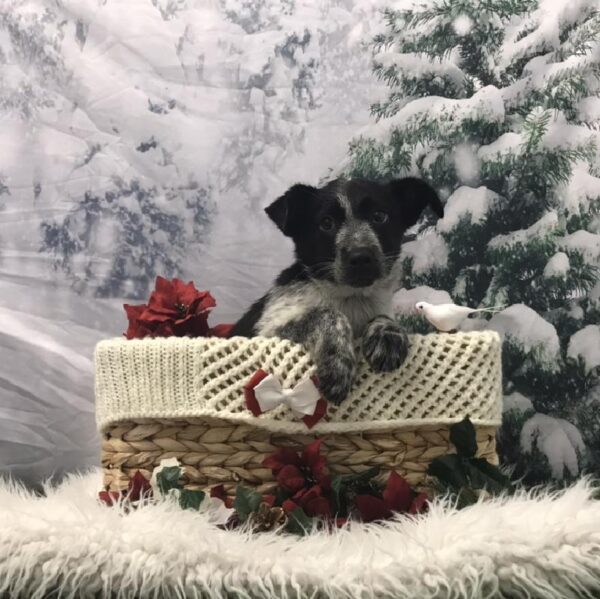 Heeler/Border Collie DOG Male Black / White 6391 Petland Robinson, PA