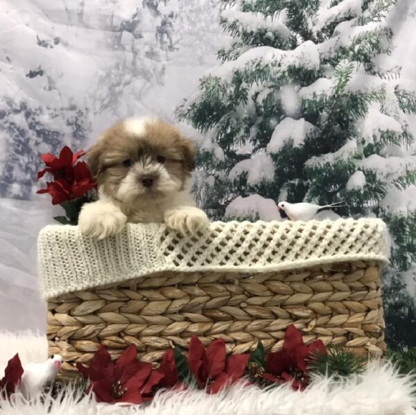 Havanese-Shih Tzu-DOG-Male-Gold / White-6405-Petland Robinson, Pittsburgh, PA