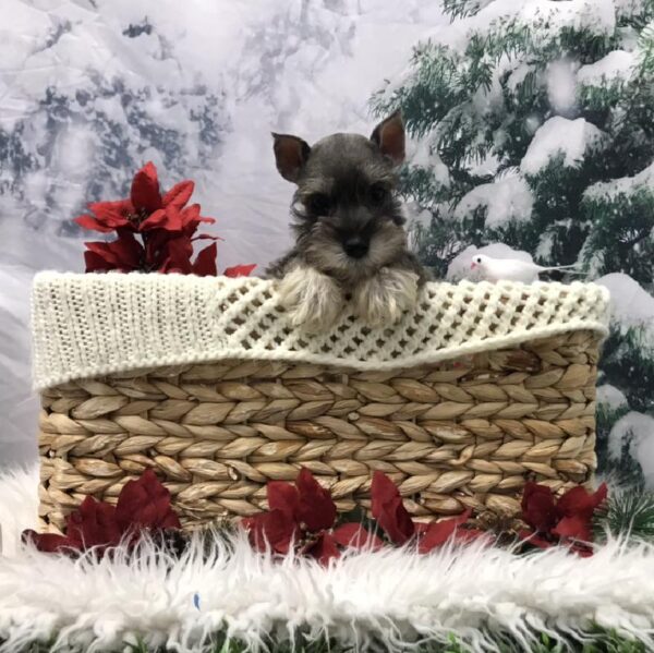 Mini Schnauzer-DOG-Female-Salt / Pepper-6400-Petland Robinson, Pittsburgh, PA