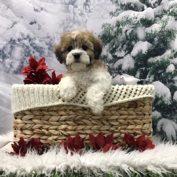 Teddy Bear-DOG-Male-Sable / White-6408-Petland Robinson, Pittsburgh, PA